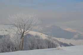 carpathian mountains in snow